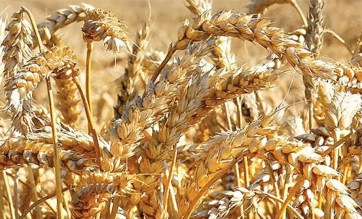 Озимая пшеница в Слуцком районе убрана на 16% отведенных площадей |  Сельское хозяйство | Новости Слуцка и Слуцкого района Газета Слуцкий край