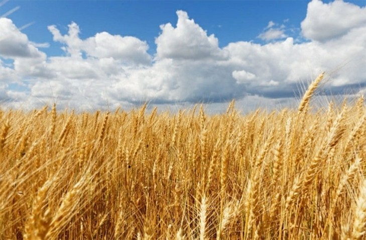 Конец лета - время сбора урожая пшеницы | Окружающий мир