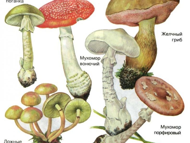 Как избежать отравления грибами?