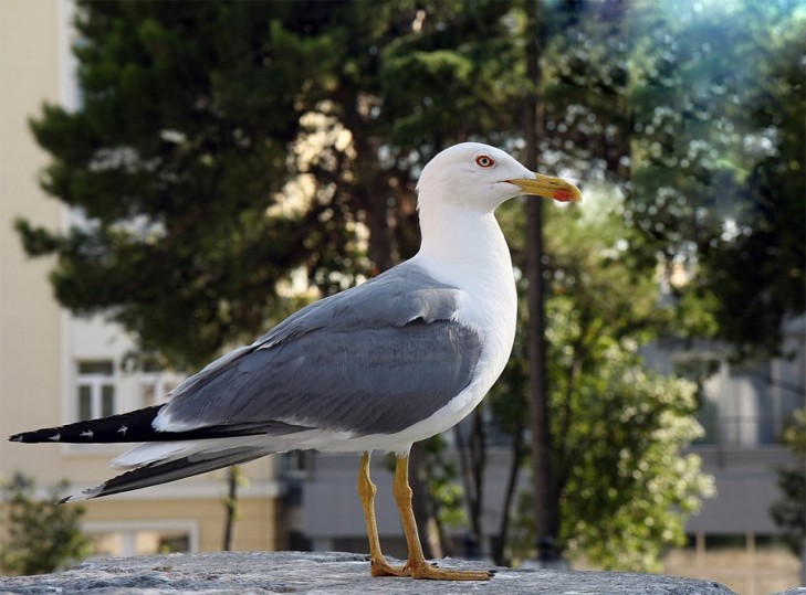 Чайка по имени Лёня