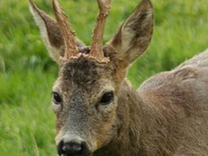 С 15 мая открылась охота на косулю европейскую