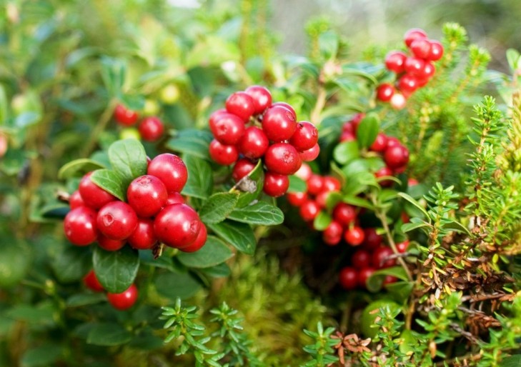 Собираем ягоды правильно