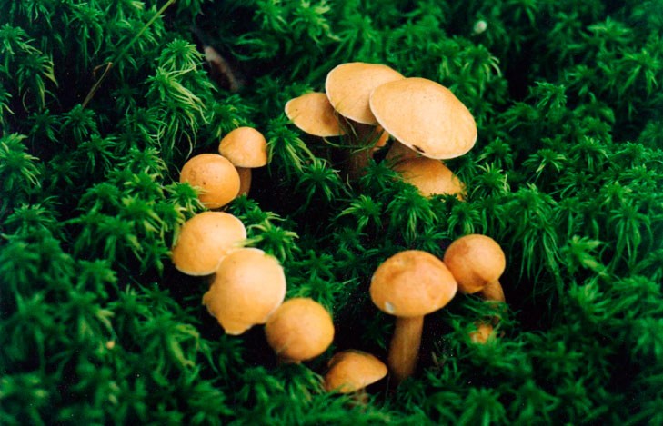 Грибная карусель – загадка для ученых