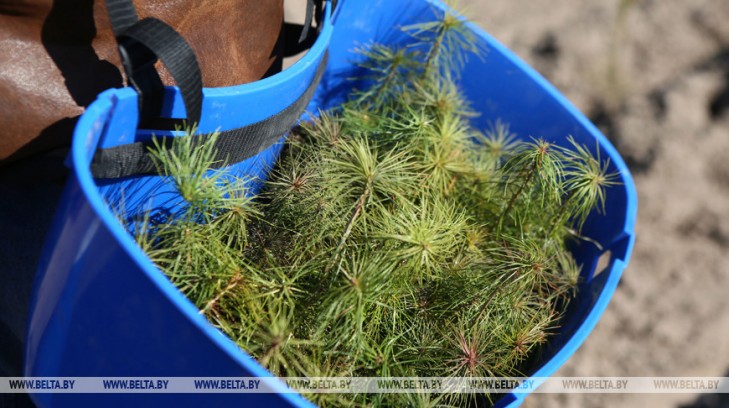 Лесхозы Беларуси в 2019 году вырастили около 3 млн декоративных растений