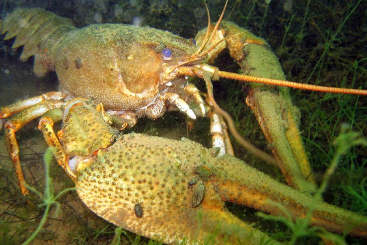 В Беларуси можно ловить только узкопалых раков