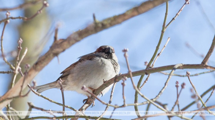 Акция “Птушкі ля кармушкі” пройдет в Беларуси 18-19 января