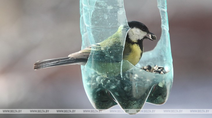 Акция “Птушкі ля кармушкі” проходит в Беларуси