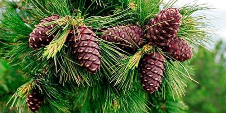 Слуцкий лесхоз заготовит 6 тонн шишек хвойных деревьев на семена