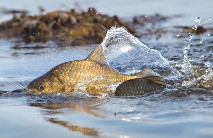 В связи с аномально теплой погодой перенесены сроки весенних запретов на лов рыбы