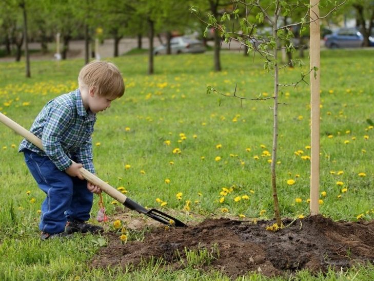 Слуцкая инспекция природных ресурсов и охраны окружающей среды принимает предложения о местах посадки деревьев