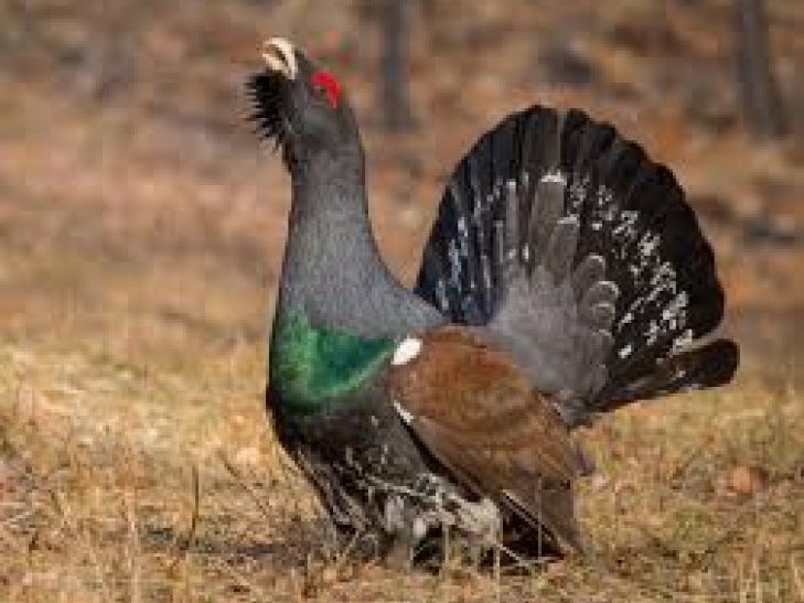 20 марта открылась охота на самцов глухаря и тетерева