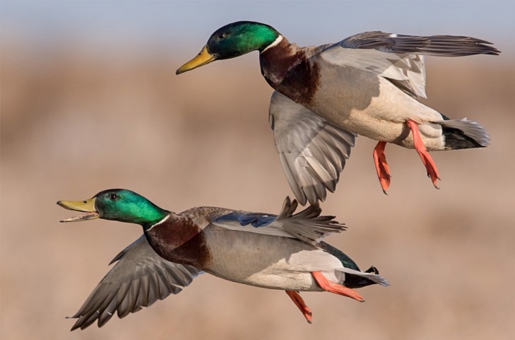 Правила добычи гусей и селезней уток в весенний сезон охоты
