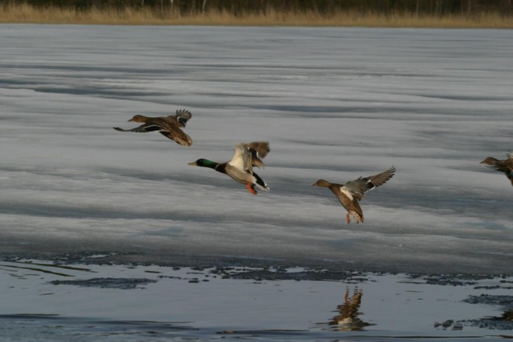 Весенний сезон охоты на гусей и уток в Беларуси открывается с 14 марта