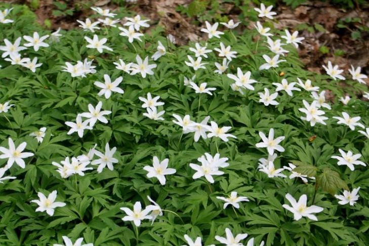 Минприроды призывает отказаться от сбора и покупки первоцветов