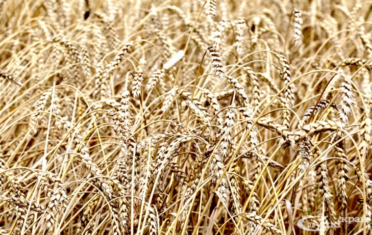 Белорусские аграрии намолотили 7,5 миллиона тон зерна