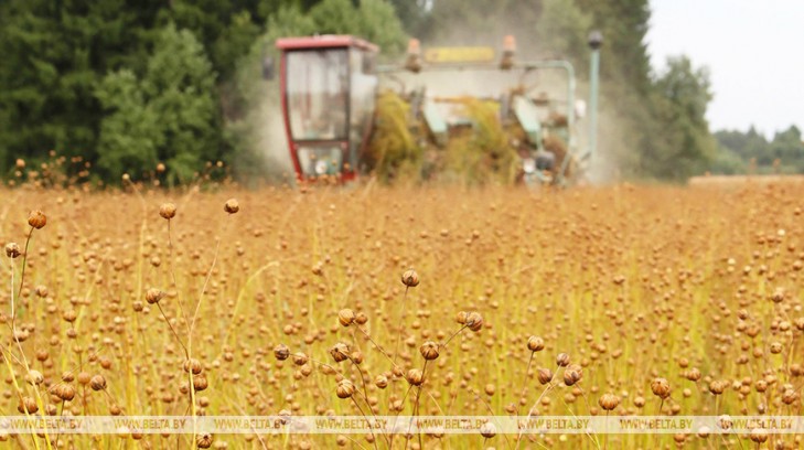 В Беларуси завершается теребление льна