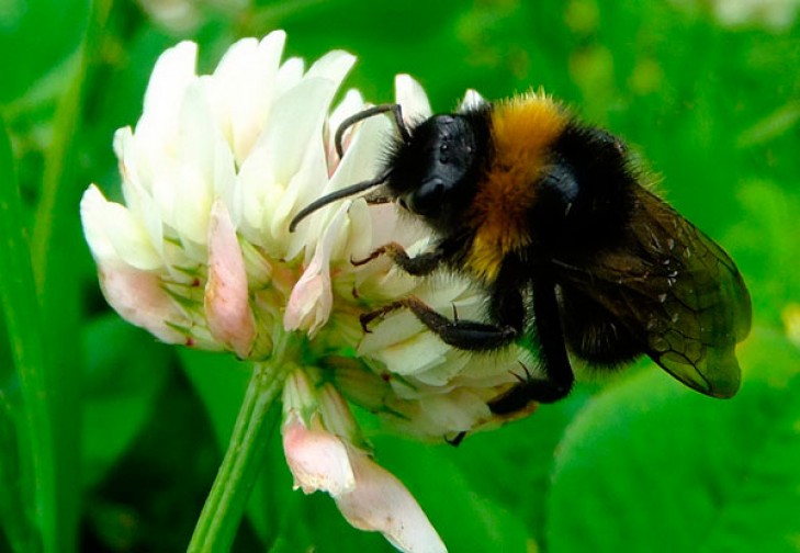 Шмель – мохнатая «бомба»
