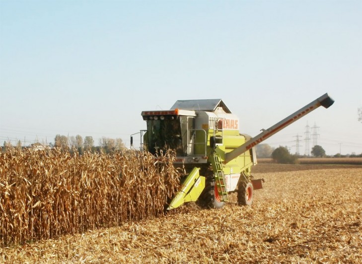 В Слуцком районе убирают кукурузу на зерно