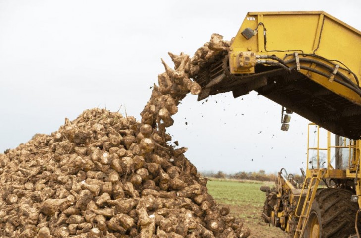 Сахарная свекла в Беларуси убрана с четверти площадей