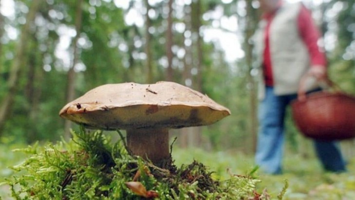 Ежегодно выявляется от 7 до 10% проб грибов с превышением содержания радионуклидов цезия