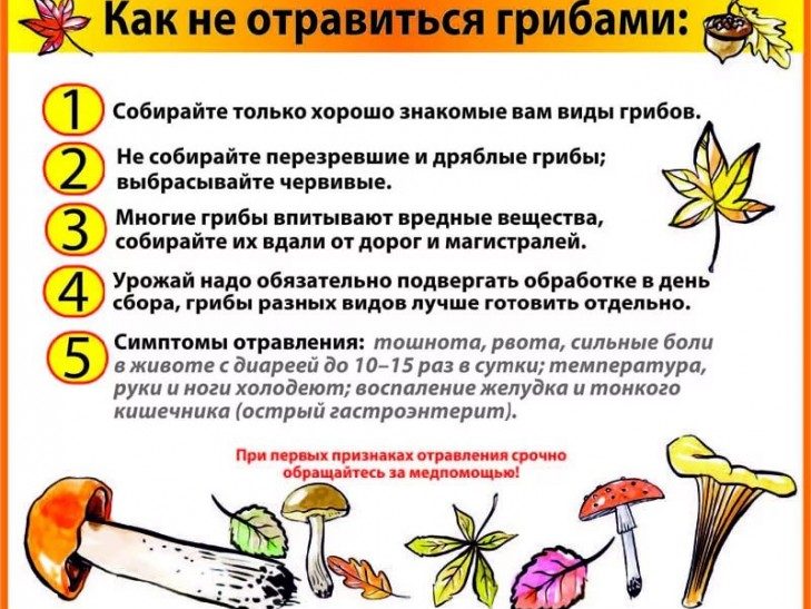 Как не отравиться грибами