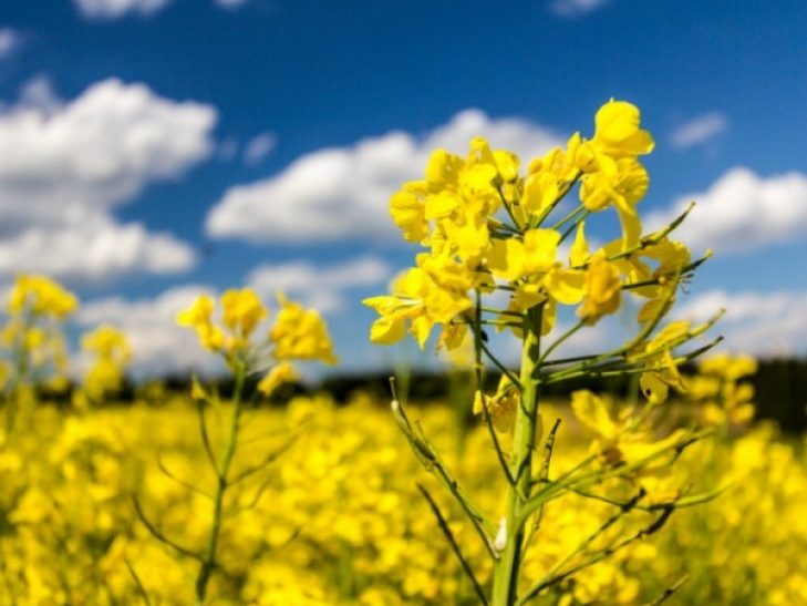 Сев ярового рапса завершается в Беларуси