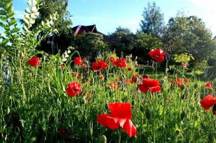 Операция “Мак”