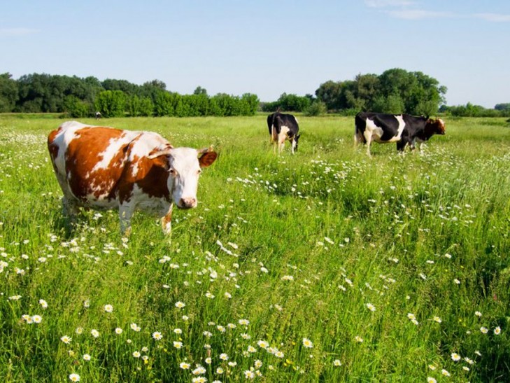 Содержание скота и кормозаготовка – под пристальным вниманием КГК