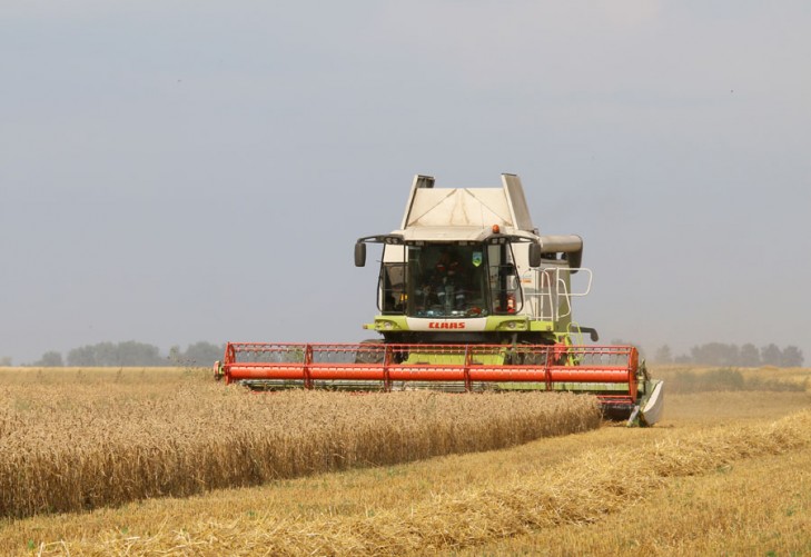 Аграрыі Случчыны ўбралі 56 працэнтаў плошчаў, адведзеных пад збожжавыя і зернебабовыя культуры