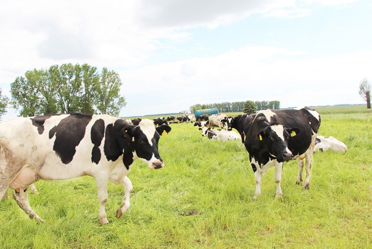 О преимуществах круглогодичного стойлового содержания скота