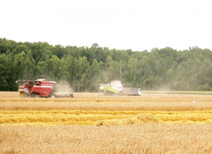 Шестой миллион тонн зерна намолочен в Беларуси