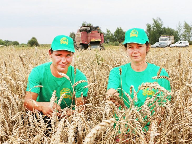 Камбайнеру ААТ «Вітка-Агра» Яўгенію Усовічу на ўборачнай дапамагае цешча