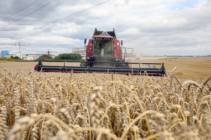 Зерновые и зернобобовые культуры в Беларуси убраны на 98,9% площадей