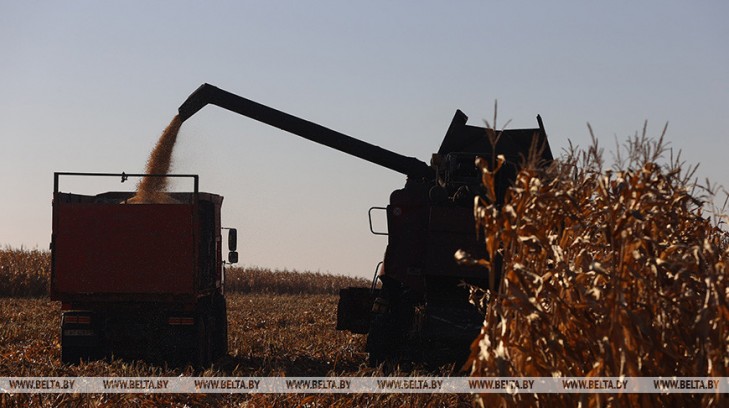 Белорусские аграрии намолотили более 1,3 млн тонн зерна кукурузы