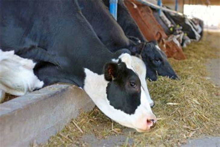 Слуцкий район – в числе лучших в республике по производству молока