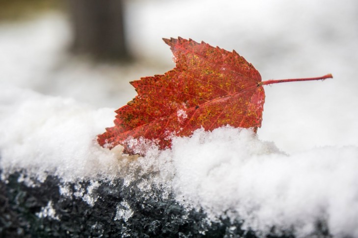 Туман и гололедица ожидаются в Беларуси 13 января