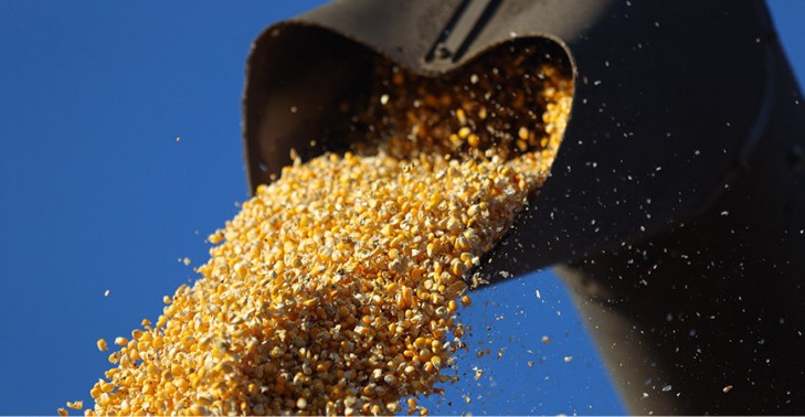 В Беларуси намолочено более 9,3 млн тонн зерна с учетом рапса