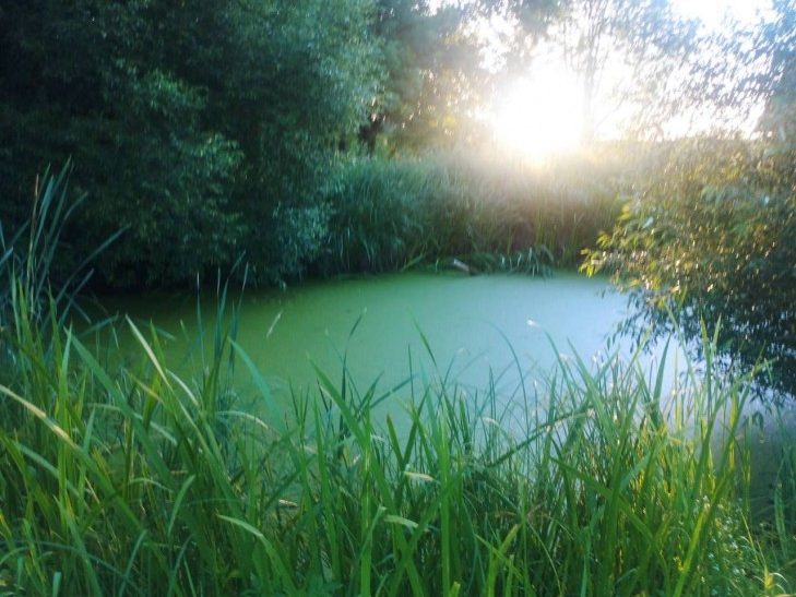 В Мядельском районе в пруду утонул двухлетний мальчик