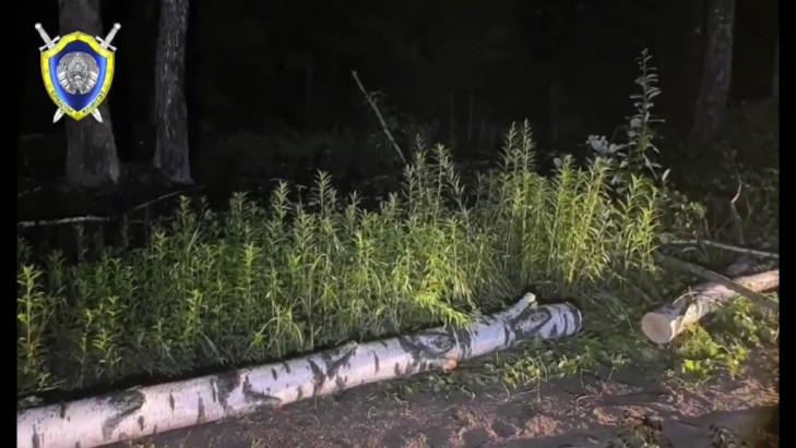 В Могилевском районе из-за непогоды погибла 5-летняя девочка, ее придавило дерево