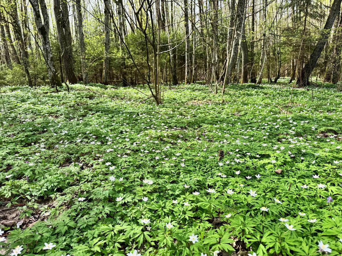 Ограничения на посещение лесов введены в 72 районах Беларуси 
