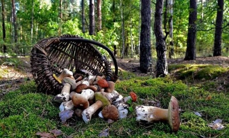 Как не заблудиться в лесу