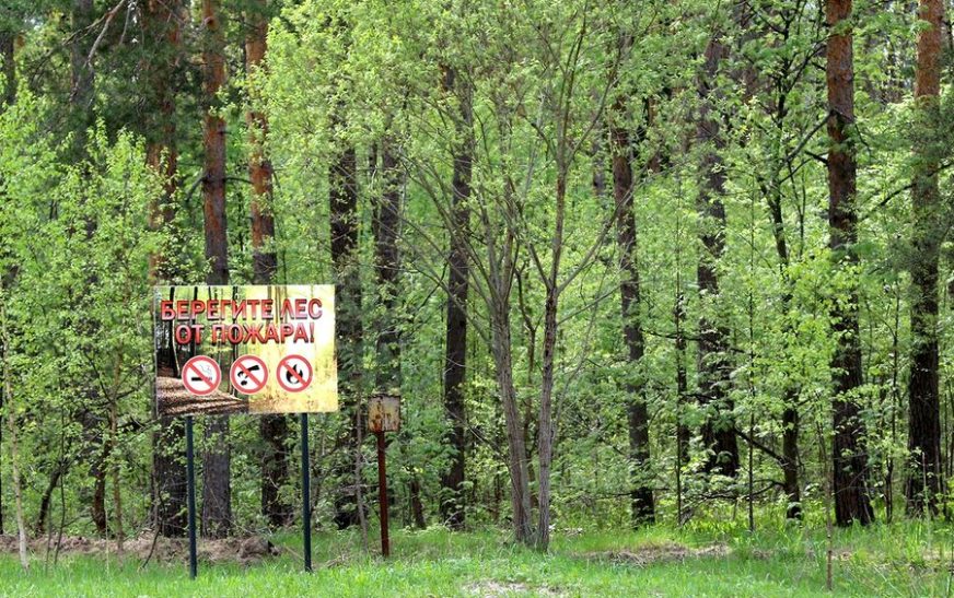 Запреты на посещение лесов действуют в 19 районах Беларуси 