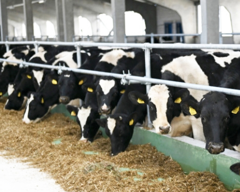 И количество, и качество. Сколько молока получено на Слутчине