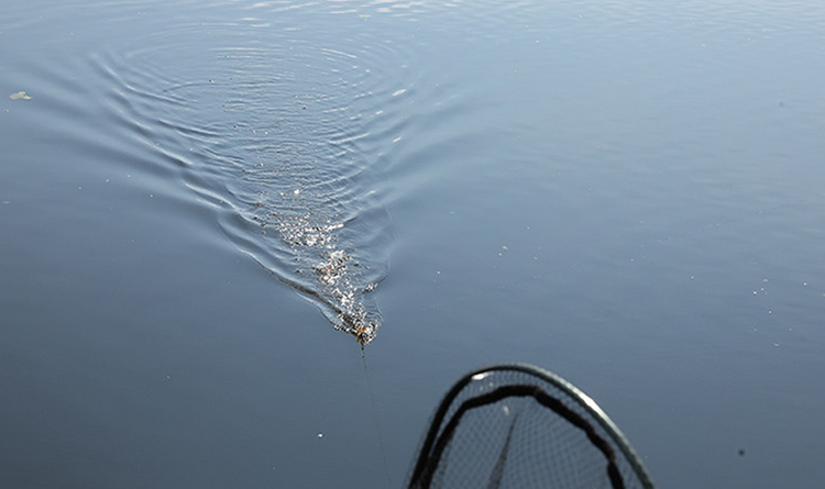 В Беларуси введен запрет на лов налима