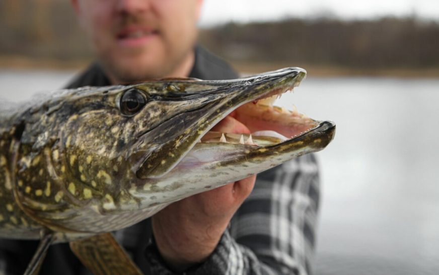 С 1 марта в Беларуси запрещен лов щуки на время нереста