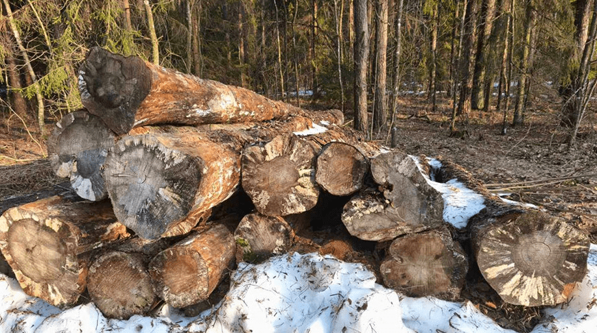 Вопросы поддержания порядка в лесах постоянно находятся в поле зрения Комитета государственного контроля