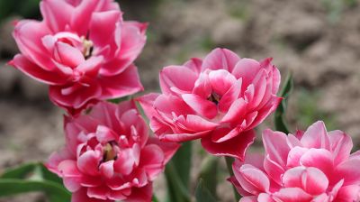 Что посадить на кладбище  вместо искусственных цветов. Пять вариантов озеленения