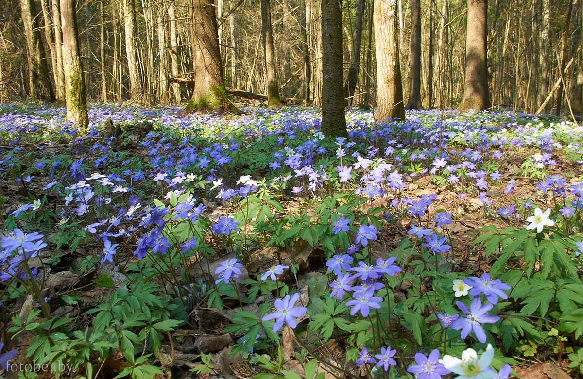 Ограничения на посещение лесов введены в 50 районах Беларуси