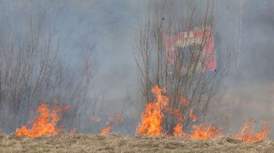 В Беларуси за сутки потушили 15 лесных пожаров и 59 загораний травы и кустарников