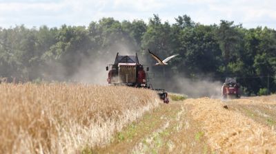Белорусские аграрии намолотили 4 тысячи тоо зерна
